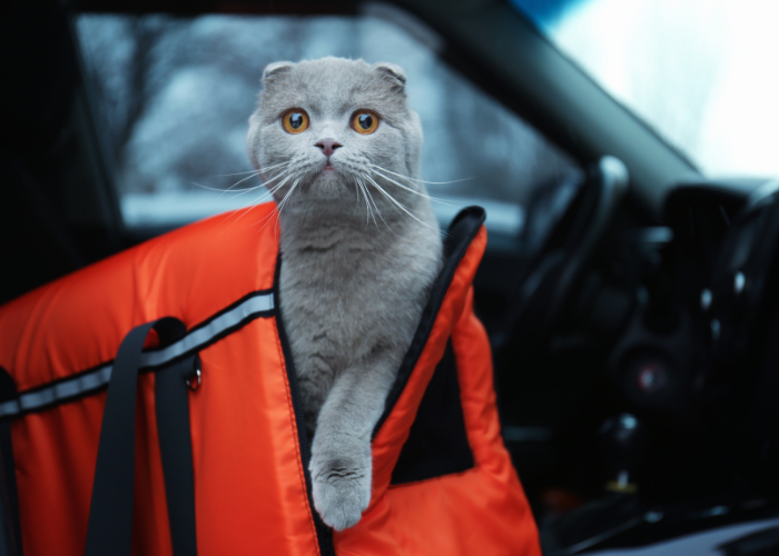 Why Do Cats Hate Riding In Cars? (5 Reasons & Tips)