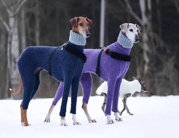 Two Azawakhs in the snow wearing coats.