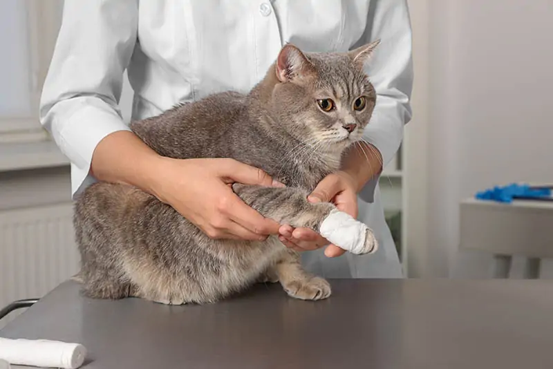 vet holding a cat with a bandaged paw