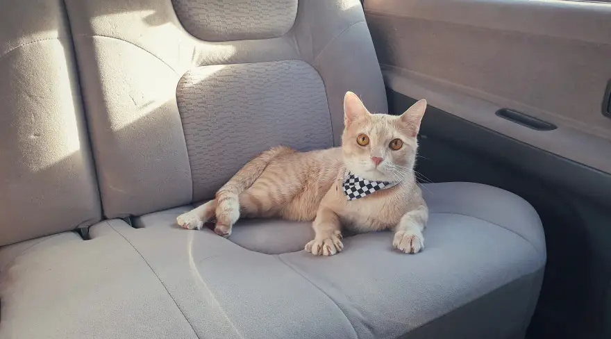 Why Do Cats Hate Riding In Cars