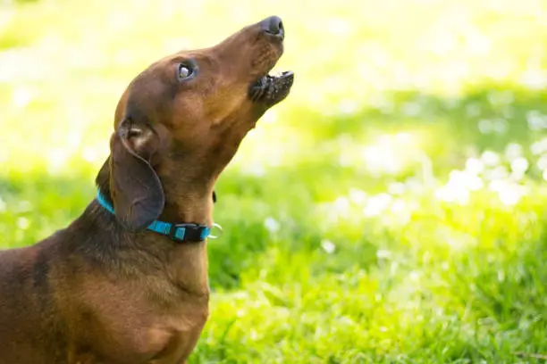 why do dachshunds bark so much