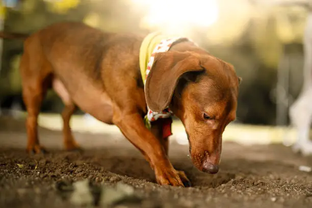 why do dachshunds burrow