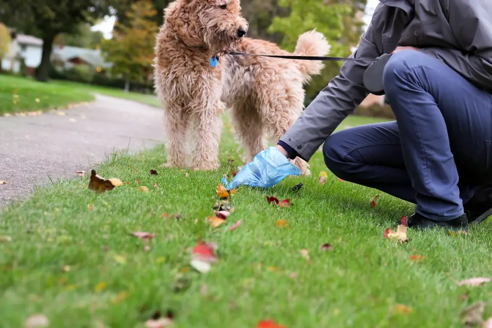 Why Is My Dog's Poop Cold