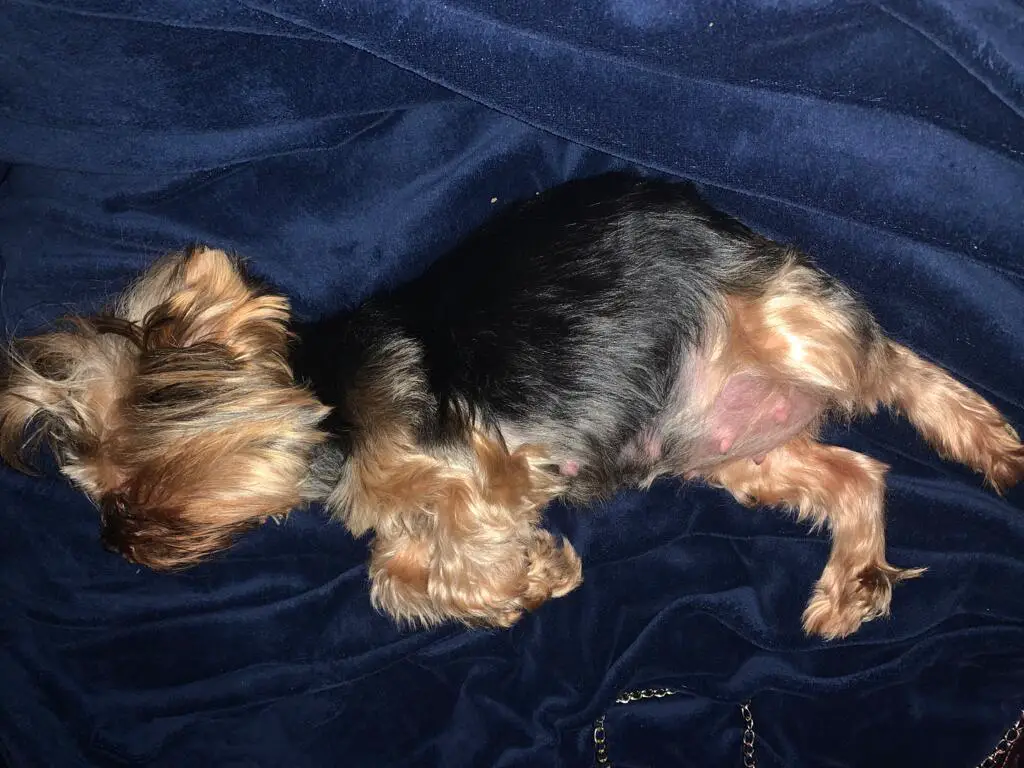how long are yorkie dogs pregnant