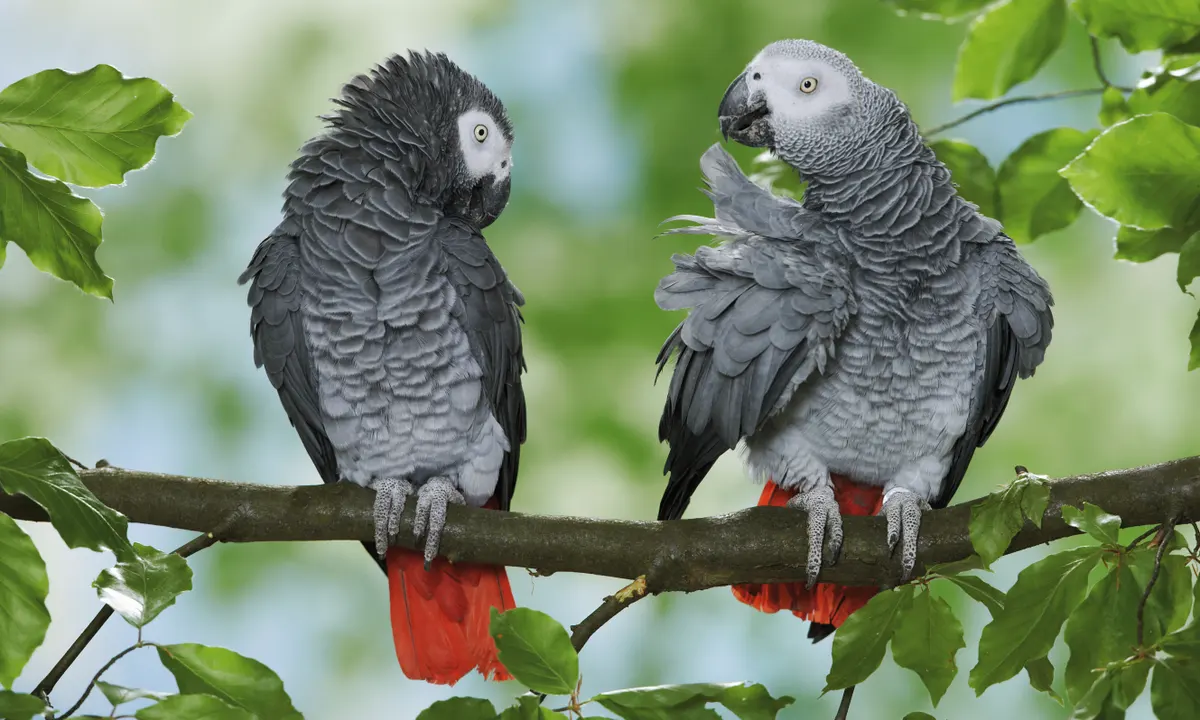 African Grey Parrot