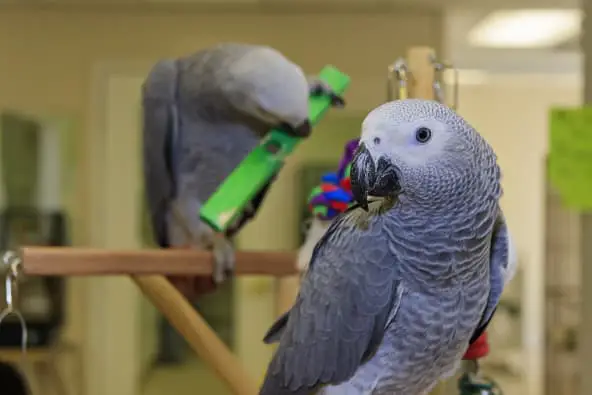 African Grey Parrot