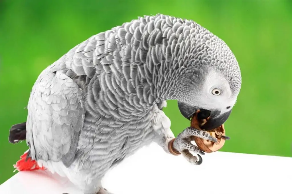 African Grey Parrot eating walnuts