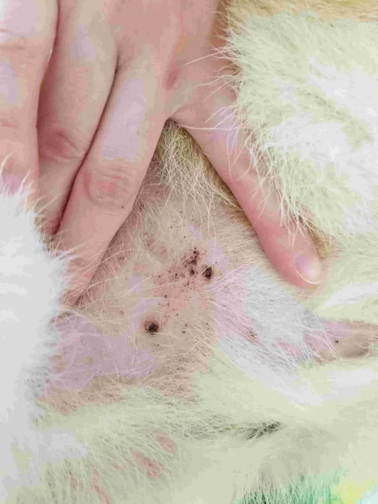 Black Dots On dog's Nipples