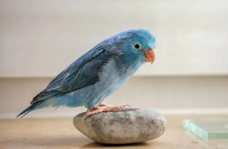 names for blue birds