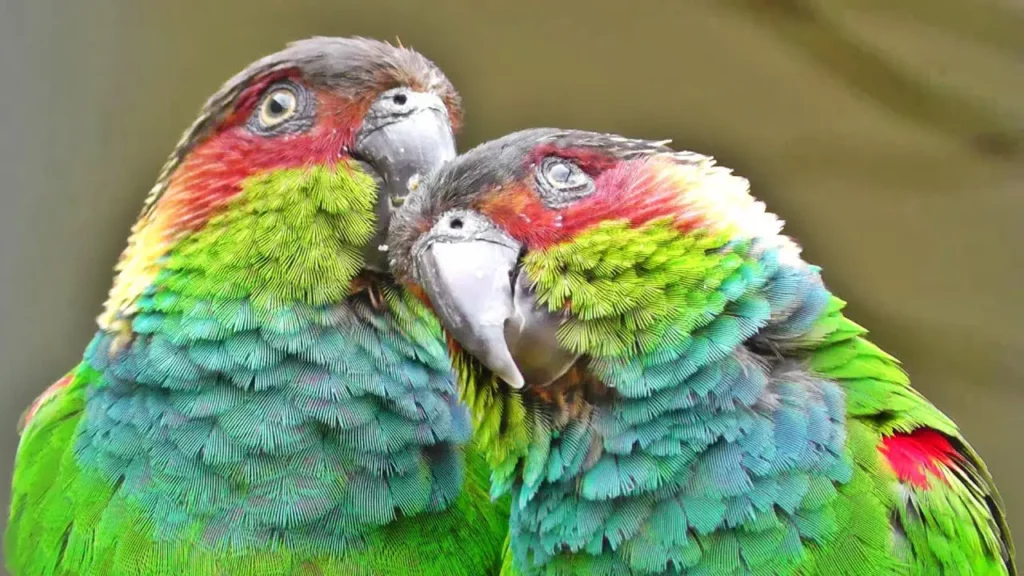 Blue-Throated Conure