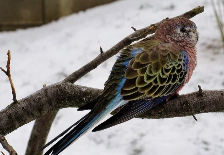 Bourke’s Parakeet