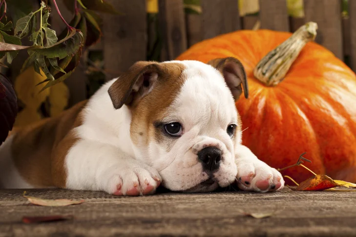 How Much Pumpkin to Give Your Dog