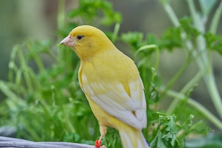 What Is the Easiest Bird to Take Care of: Low-Maintenance Pet Birds