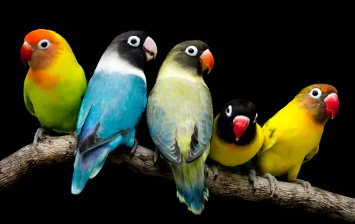 Choosing the Right Pet Bird for Your Lifestyle: A Comprehensive Guide