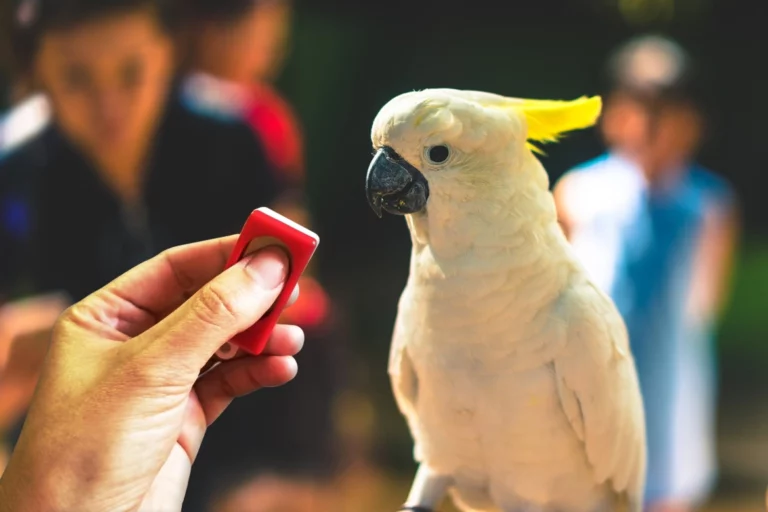 The Comprehensive Guide to Clicker Training Your Pet Bird