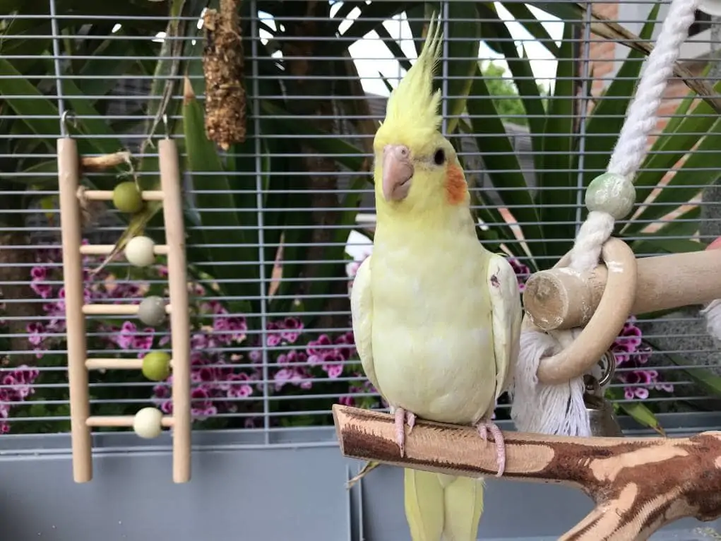 Cockatiel in a cage