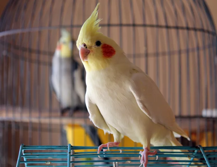 Small Pet Bird Breeds for Apartment Living