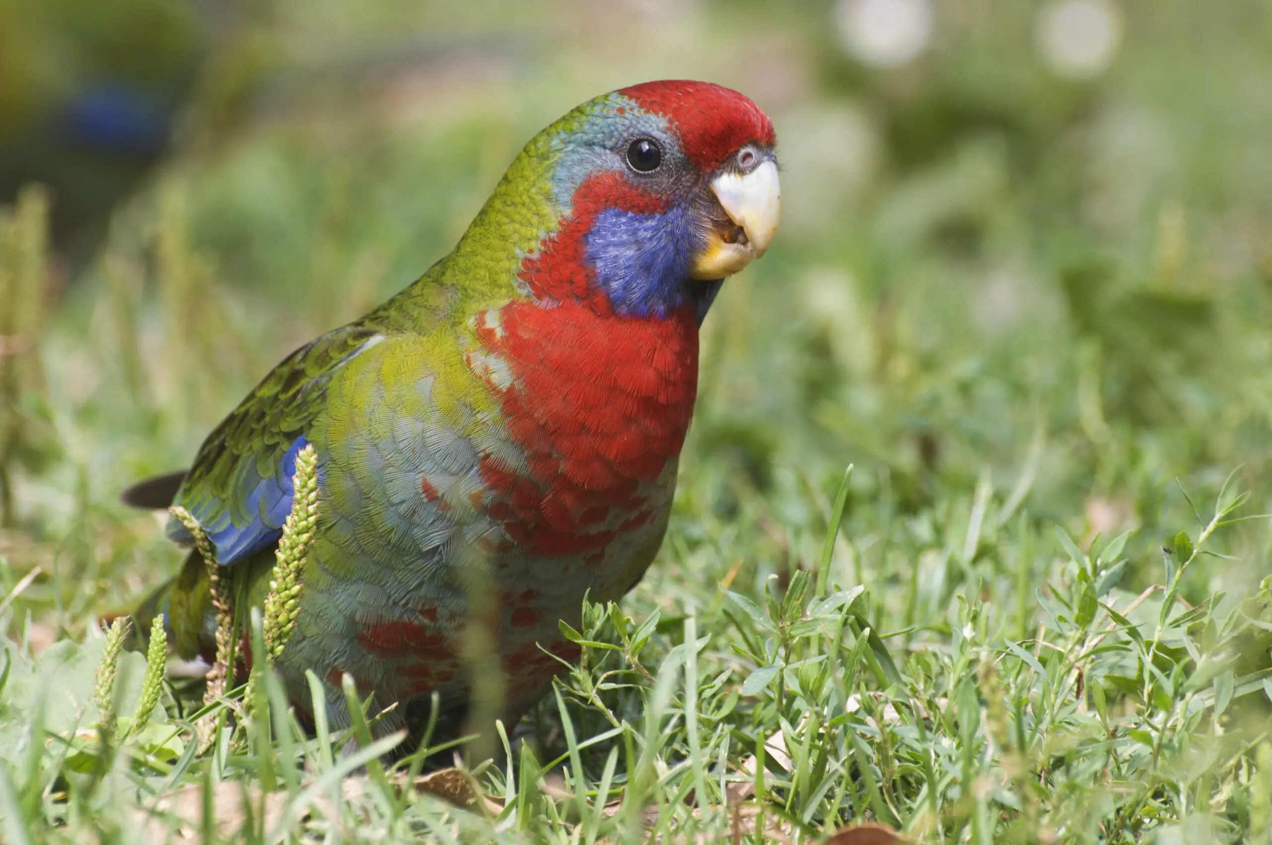 Crimson Rosella