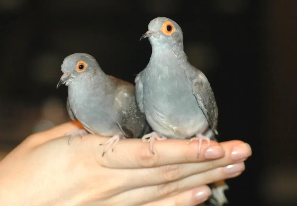 Diamond doves