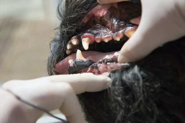 Discolored teeth/gums in dogs