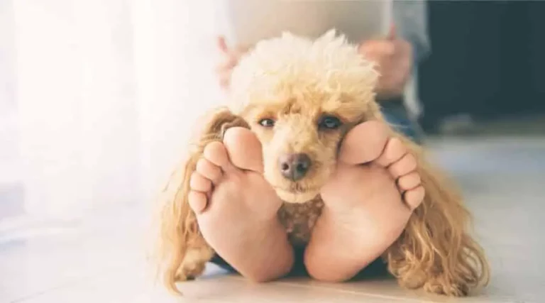 Why Does Your Dog Sit on Your Foot? (5 Reasons & How to Respond)