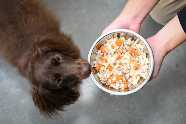 Feeding Rice to Dogs with Diarrhea