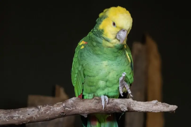 Popular Parrot Species -= Amazon Parrot