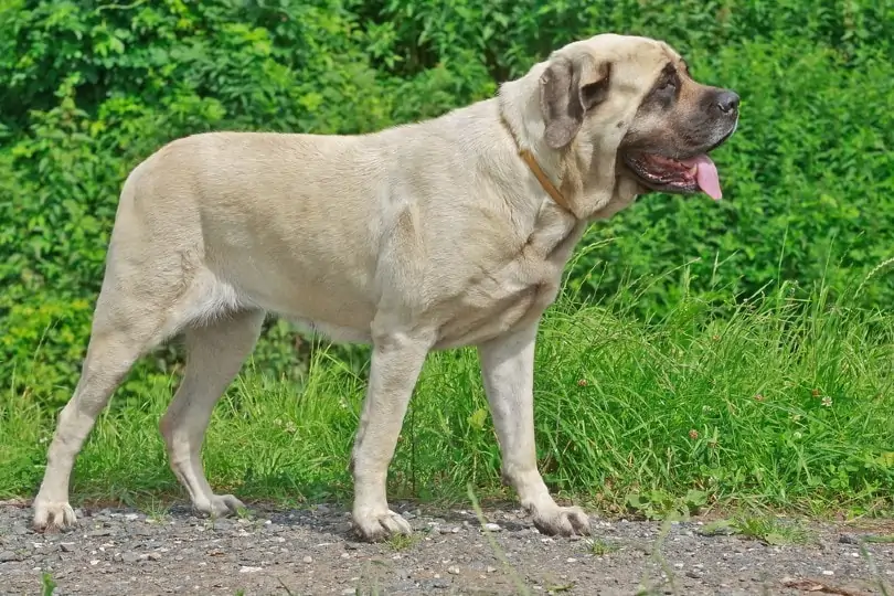 English Mastiff