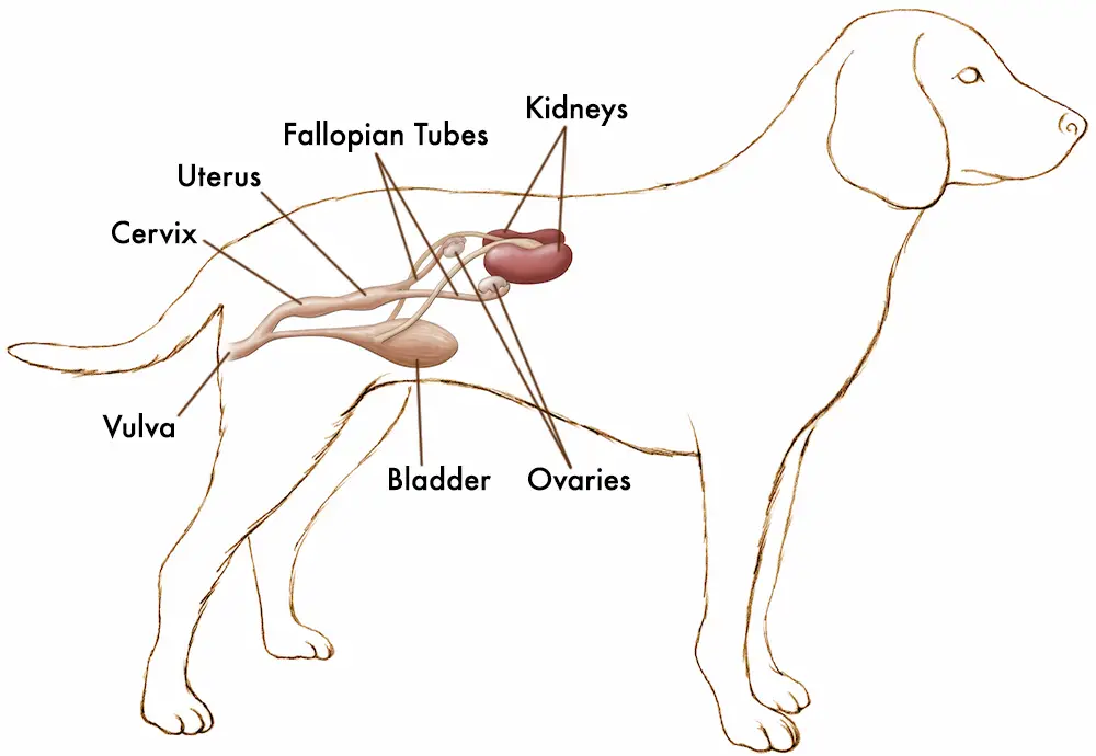 Can Female Dogs Orgasm