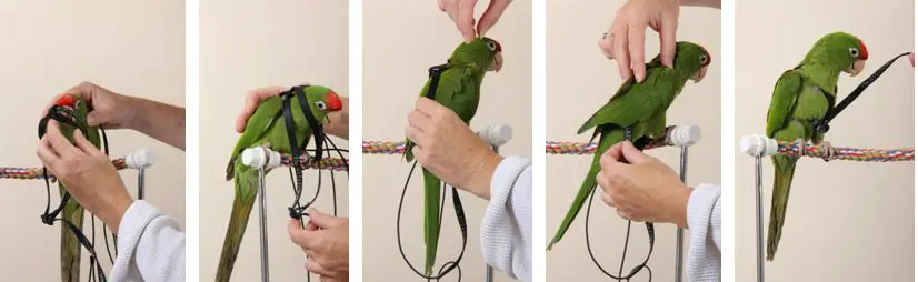 Harness Training Your Bird