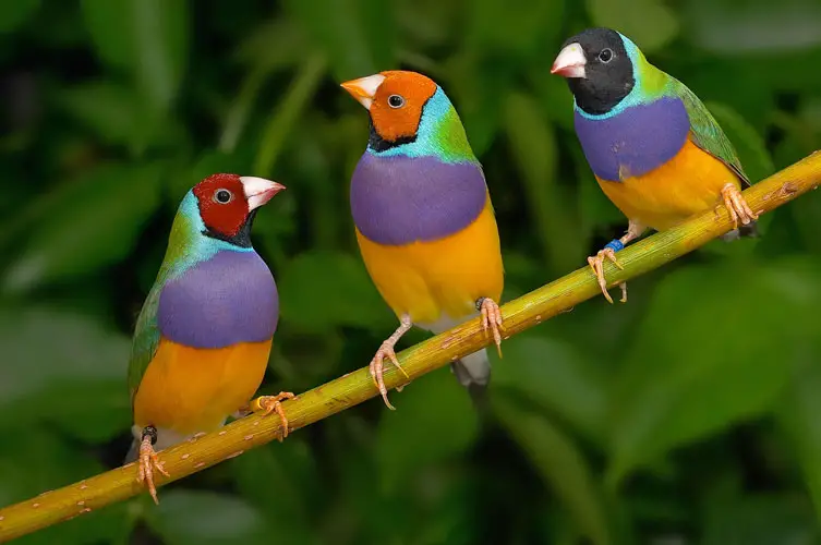 Gouldian finch