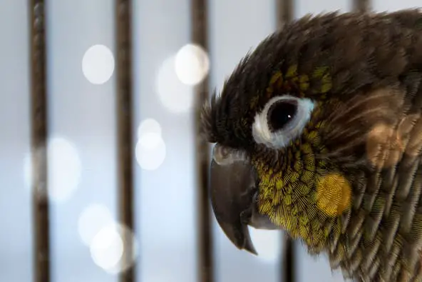 Green cheek conure