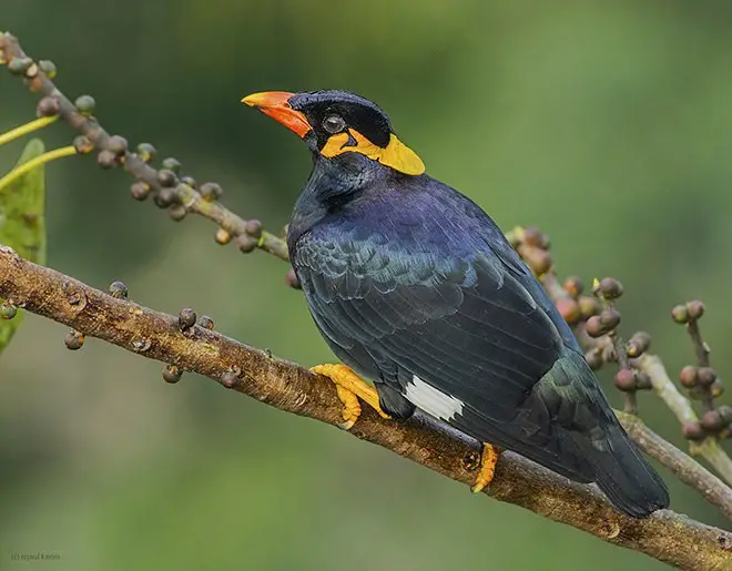 Hill Myna