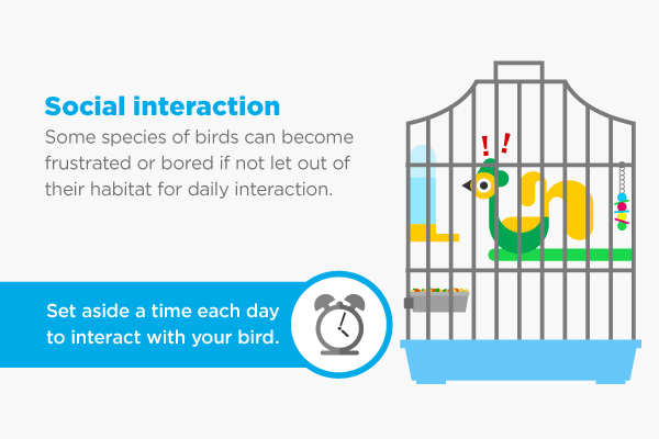 Choosing the Right Pet Bird for Your Lifestyle
