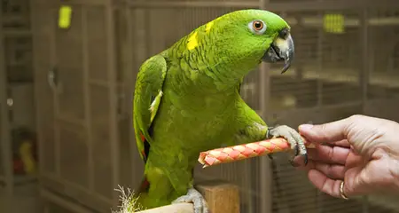 How to Teach Your Pet Bird to Step Up and Perch on Your Hand