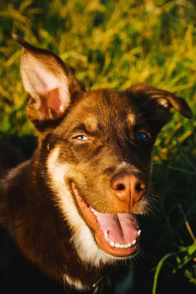 Ausky - Husky Australian Cattle Dog Mix