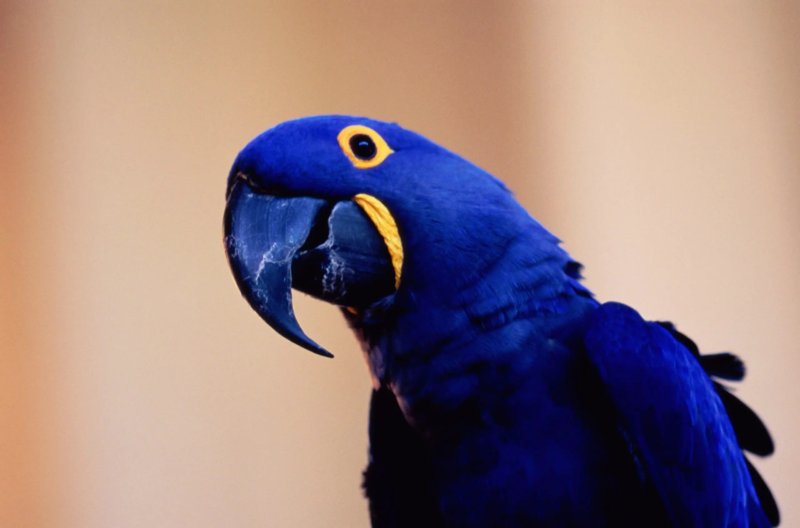 Hyacinth Macaw