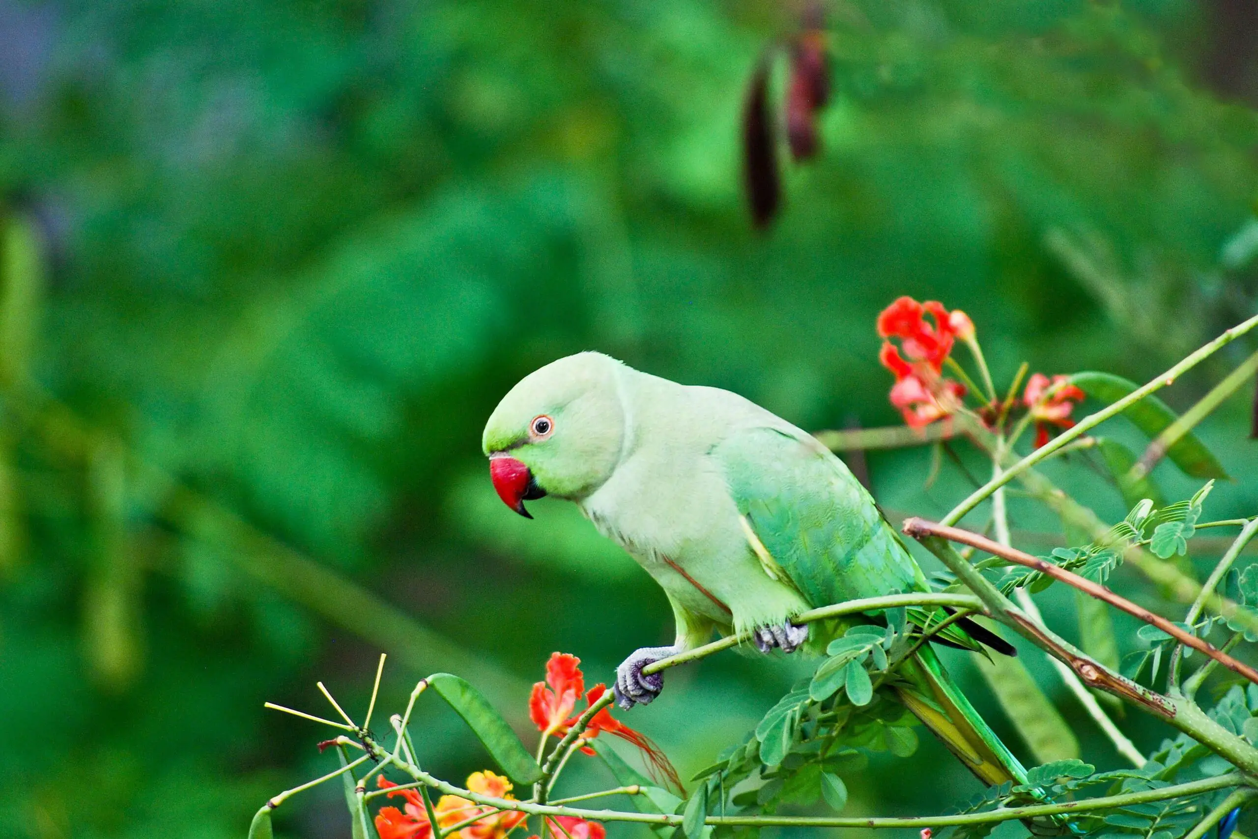 Indian Ringneck Parakeet