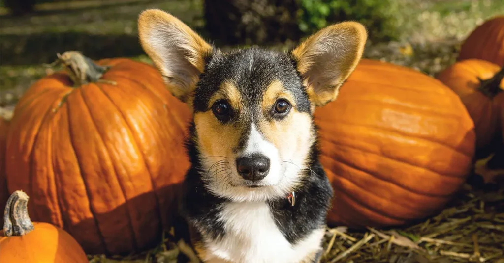 how much pumpkin to give a dog