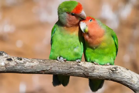 Love birds