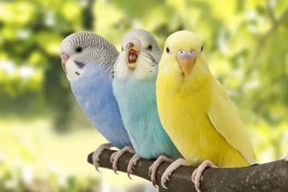 Parakeets (AKA Budgies or Budgerigars)