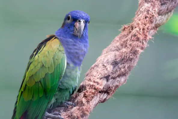 Pionus Parrot