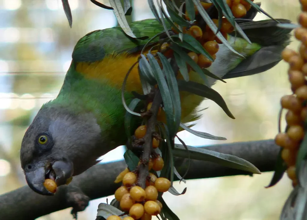 Poicephalus Parrots