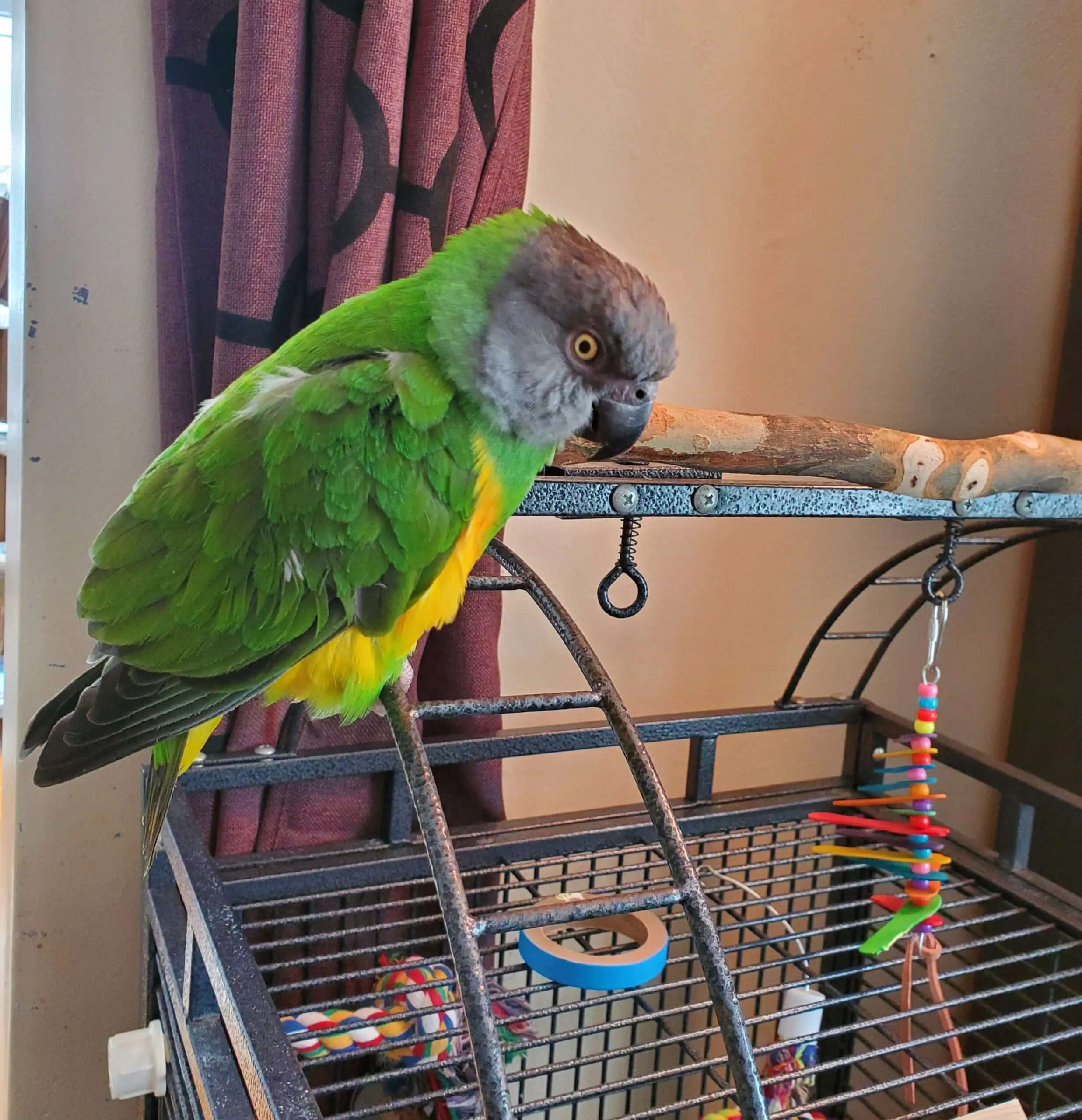 Poicephalus parrots