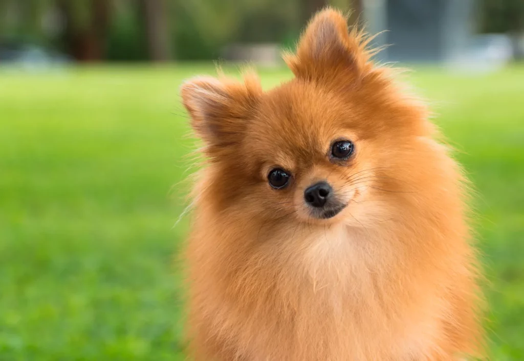 Pomeranian dog breed standing on grass 