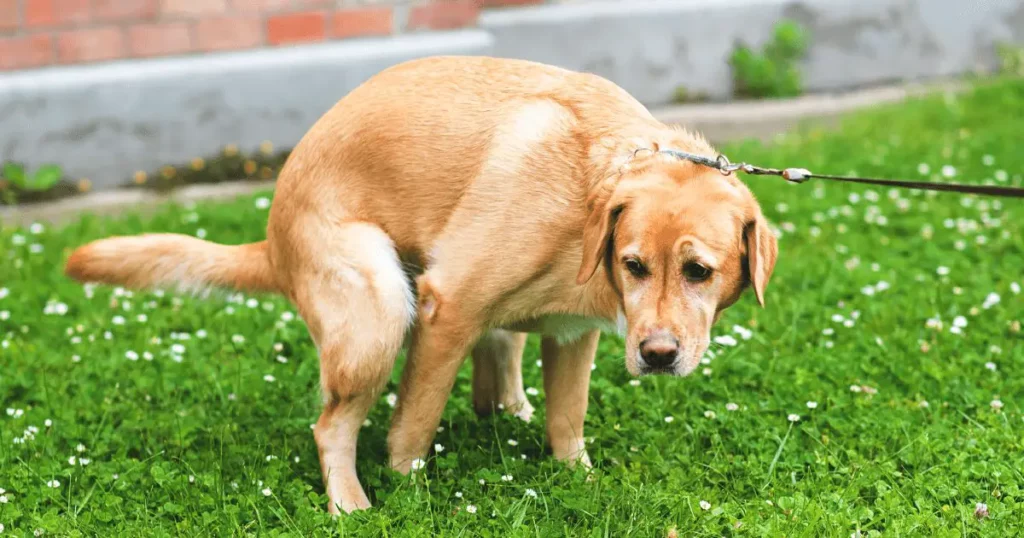  Female Dog Leaking Clear Fluid discharge