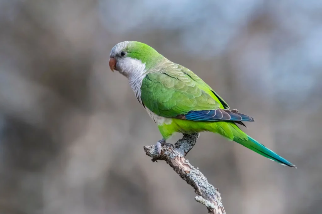 Quaker Parrots