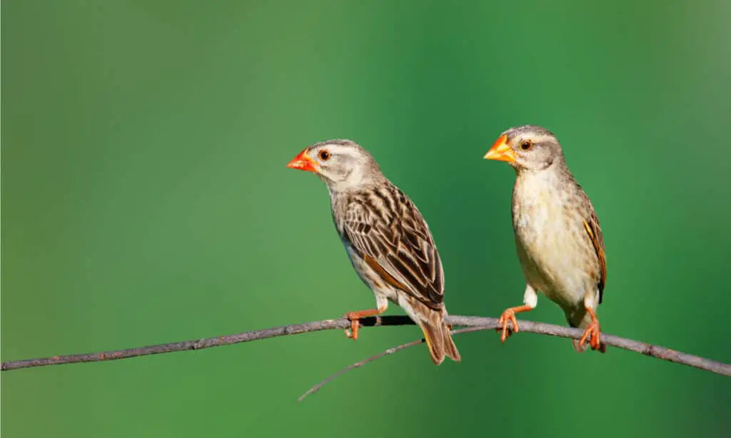 Red Billed Quelea Bird in a tree