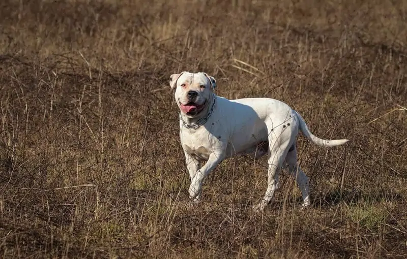 American bulldog