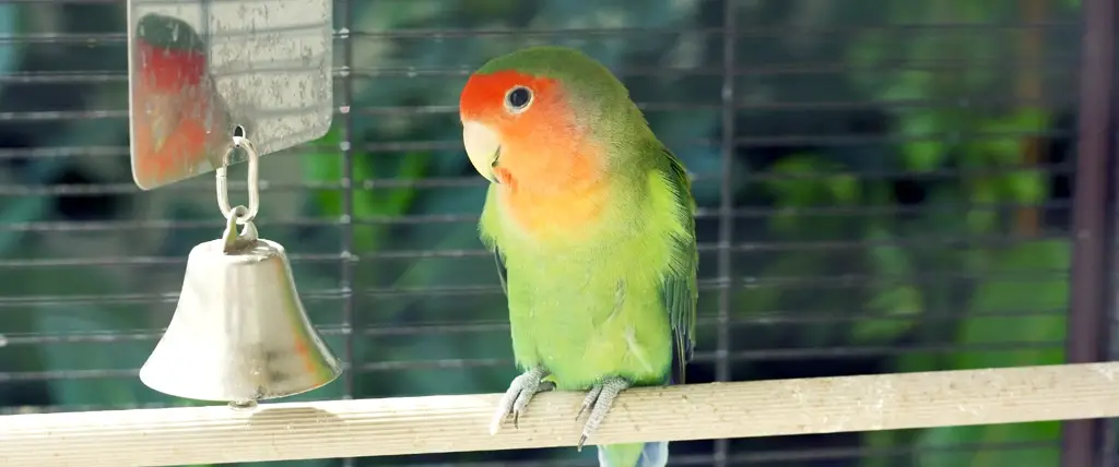 The Best Location for your Parrots Cage